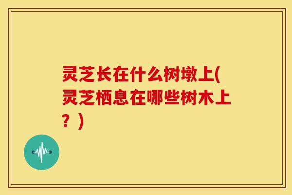 灵芝长在什么树墩上(灵芝栖息在哪些树木上?)