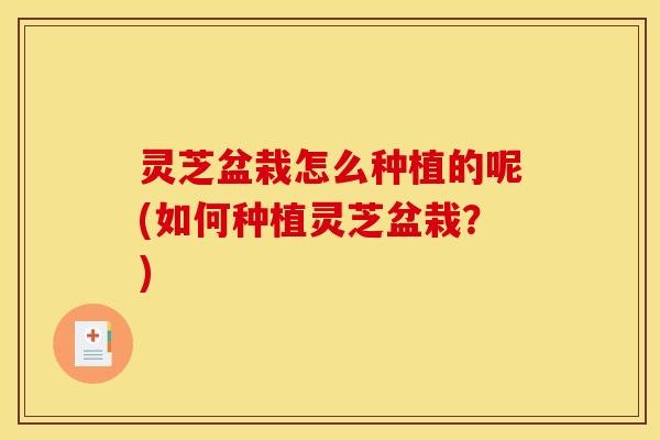 灵芝盆栽怎么种植的呢(如何种植灵芝盆栽？)