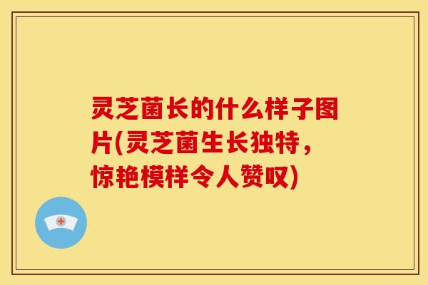 灵芝菌长的什么样子图片(灵芝菌生长独特,惊艳模样令人赞叹)
