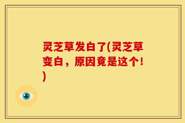 灵芝草发白了(灵芝草变白，原因竟是这个！)