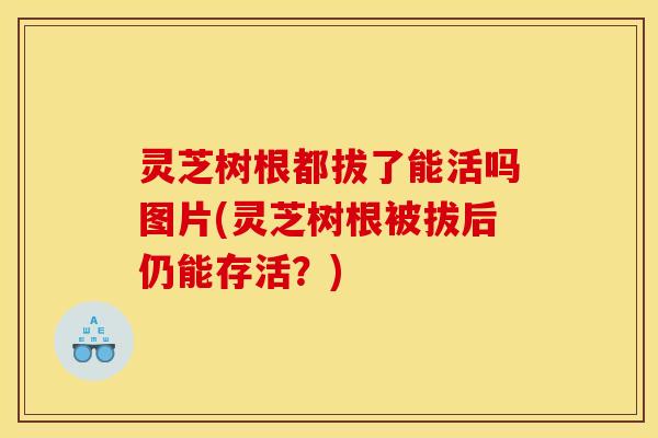 灵芝树根都拔了能活吗图片(灵芝树根被拔后仍能存活？)