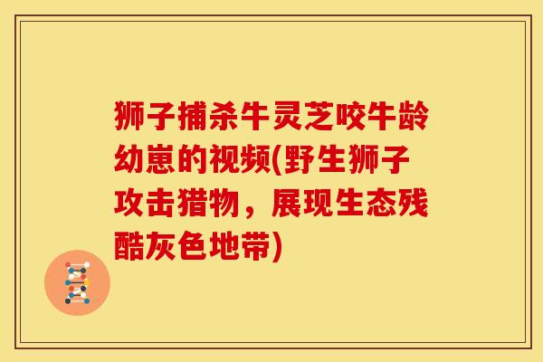 狮子捕杀牛灵芝咬牛龄幼崽的视频(野生狮子攻击猎物,展现生态残酷灰色地带)