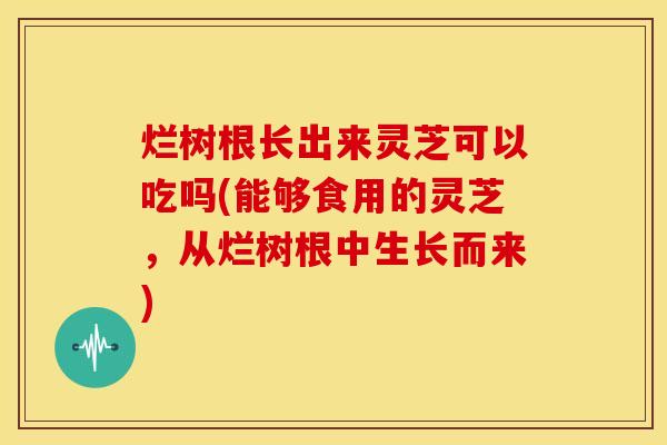 烂树根长出来灵芝可以吃吗(能够食用的灵芝,从烂树根中生长而来)