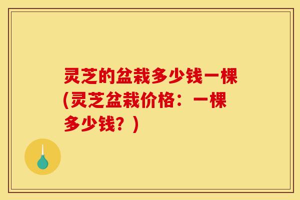 灵芝的盆栽多少钱一棵(灵芝盆栽价格:一棵多少钱?)