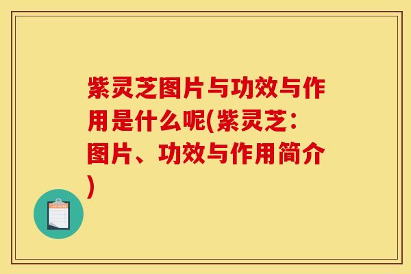 紫灵芝图片与功效与作用是什么呢(紫灵芝:图片、功效与作用简介)