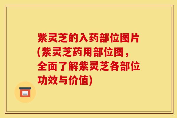紫灵芝的入药部位图片(紫灵芝药用部位图,全面了解紫灵芝各部位功效与价值)