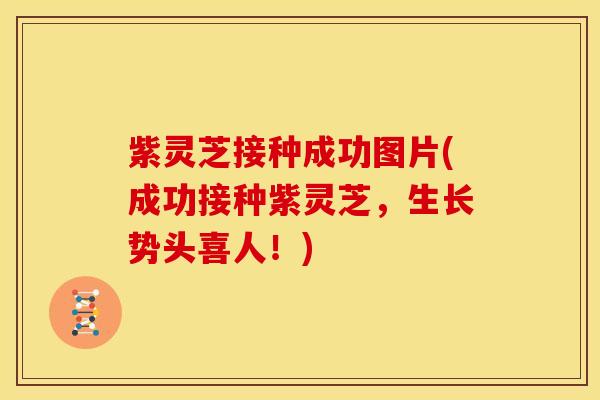 紫灵芝接种成功图片(成功接种紫灵芝，生长势头喜人！)