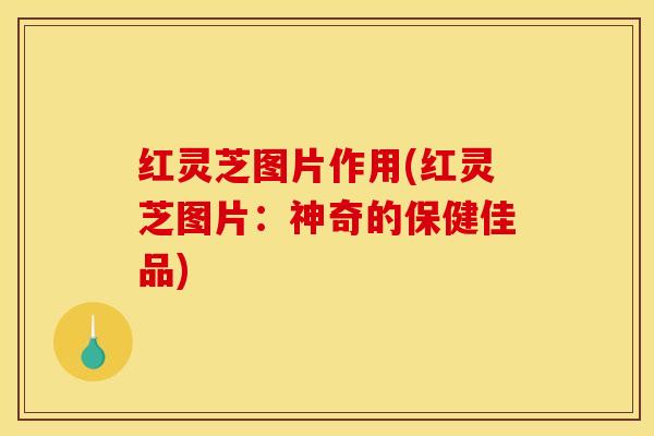 红灵芝图片作用(红灵芝图片：神奇的保健佳品)