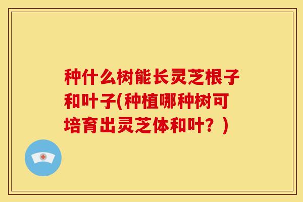种什么树能长灵芝根子和叶子(种植哪种树可培育出灵芝体和叶?)