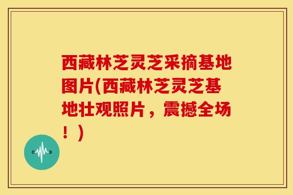西藏林芝灵芝采摘基地图片(西藏林芝灵芝基地壮观照片,震撼全场!)