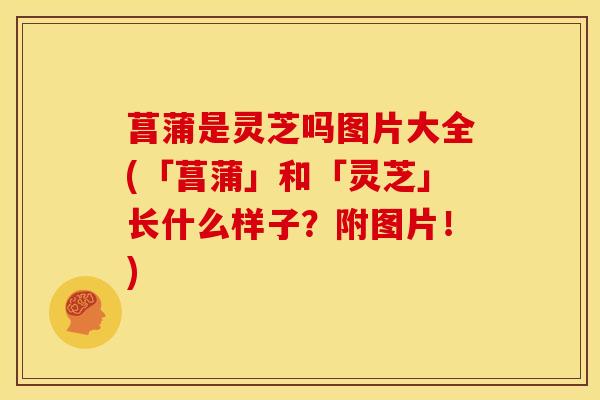 菖蒲是灵芝吗图片大全(「菖蒲」和「灵芝」长什么样子？附图片！)