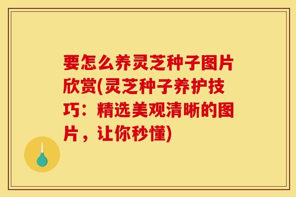 要怎么养灵芝种子图片欣赏(灵芝种子养护技巧:精选美观清晰的图片,让你秒懂)