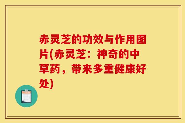 赤灵芝的功效与作用图片(赤灵芝：神奇的中草药，带来多重健康好处)