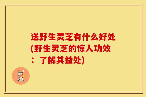 送野生灵芝有什么好处(野生灵芝的惊人功效:了解其益处)