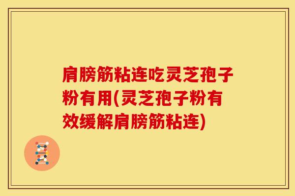 肩膀筋粘连吃灵芝孢子粉有用(灵芝孢子粉有效缓解肩膀筋粘连)