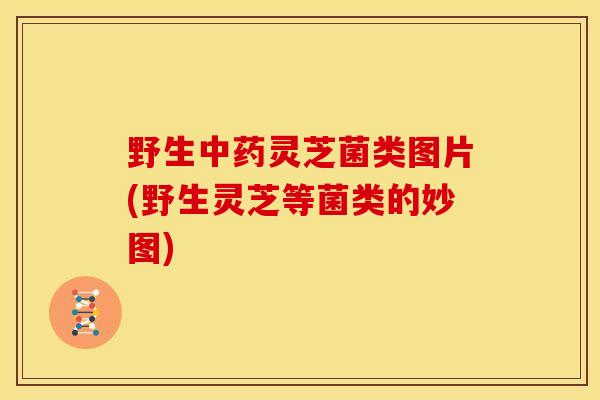 野生中药灵芝菌类图片(野生灵芝等菌类的妙图)
