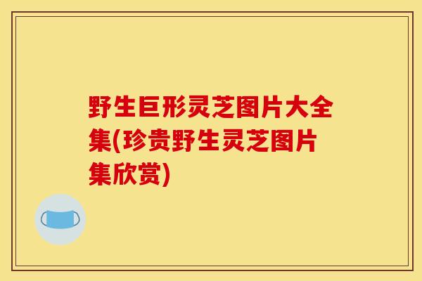 野生巨形灵芝图片大全集(珍贵野生灵芝图片集欣赏)