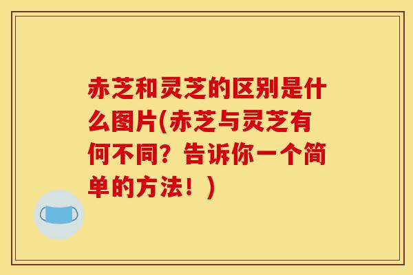 赤芝和灵芝的区别是什么图片(赤芝与灵芝有何不同?告诉你一个简单的方法!)
