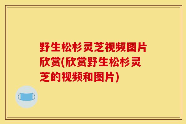 野生松杉灵芝视频图片欣赏(欣赏野生松杉灵芝的视频和图片)