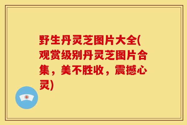 野生丹灵芝图片大全(观赏级别丹灵芝图片合集,美不胜收,震撼心灵)