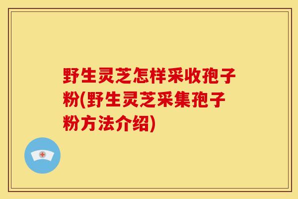 野生灵芝怎样采收孢子粉(野生灵芝采集孢子粉方法介绍)