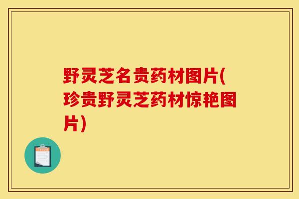 野灵芝名贵药材图片(珍贵野灵芝药材惊艳图片)