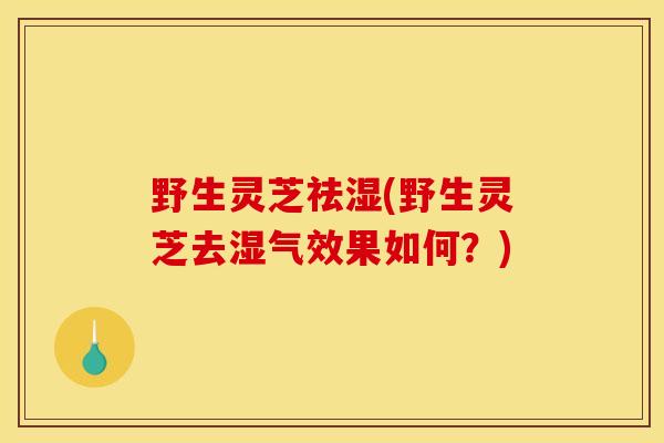 野生灵芝祛湿(野生灵芝去湿气效果如何?)