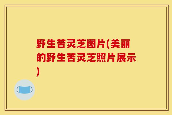 野生苦灵芝图片(美丽的野生苦灵芝照片展示)