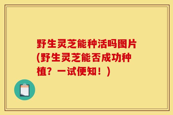 野生灵芝能种活吗图片(野生灵芝能否成功种植?一试便知!)