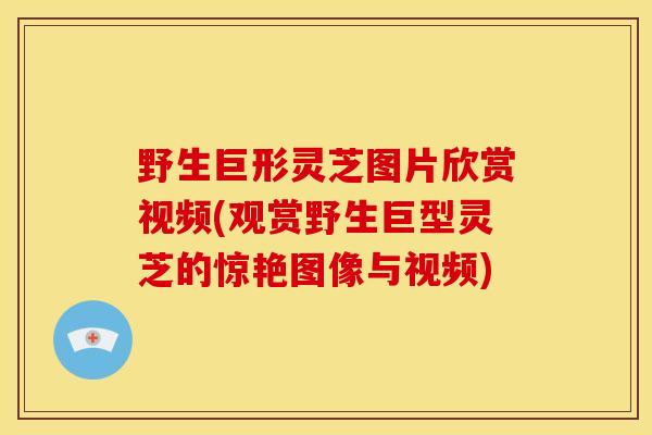 野生巨形灵芝图片欣赏视频(观赏野生巨型灵芝的惊艳图像与视频)
