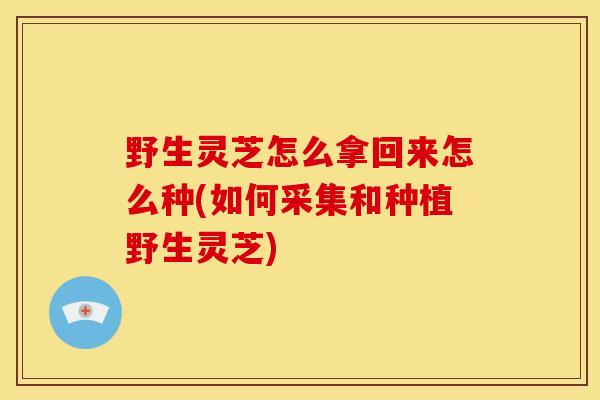 野生灵芝怎么拿回来怎么种(如何采集和种植野生灵芝)