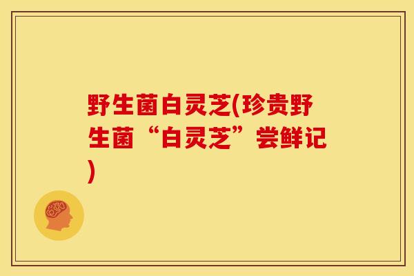 野生菌白灵芝(珍贵野生菌“白灵芝”尝鲜记)