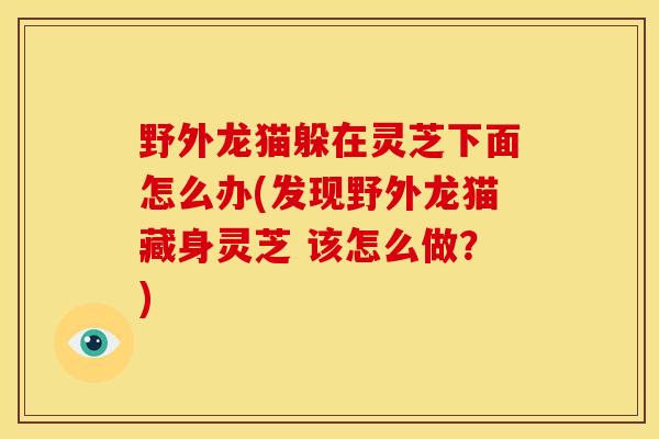 野外龙猫躲在灵芝下面怎么办(发现野外龙猫藏身灵芝 该怎么做？)