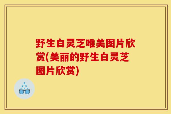 野生白灵芝唯美图片欣赏(美丽的野生白灵芝图片欣赏)