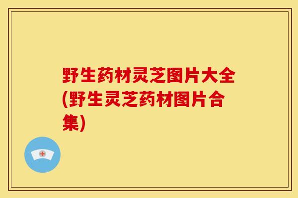 野生药材灵芝图片大全(野生灵芝药材图片合集)