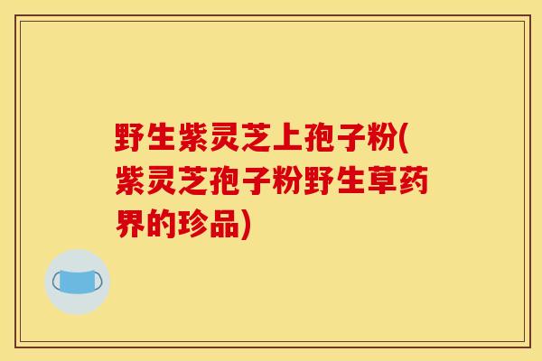 野生紫灵芝上孢子粉(紫灵芝孢子粉野生草药界的珍品)