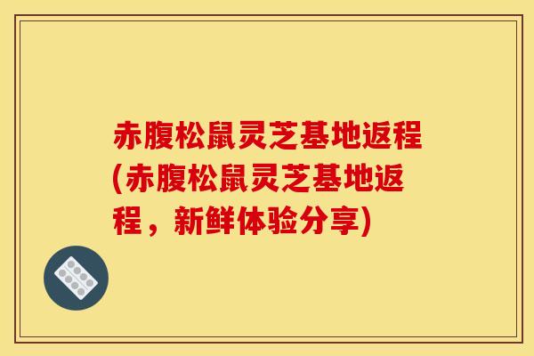 赤腹松鼠灵芝基地返程(赤腹松鼠灵芝基地返程,新鲜体验分享)