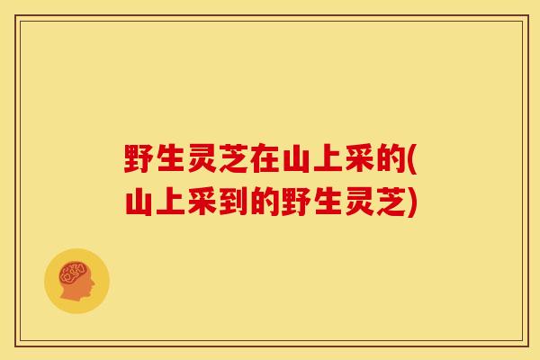 野生灵芝在山上采的(山上采到的野生灵芝)