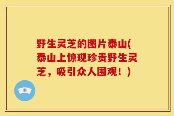 野生灵芝的图片泰山(泰山上惊现珍贵野生灵芝,吸引众人围观!)