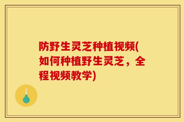 防野生灵芝种植视频(如何种植野生灵芝,全程视频教学)