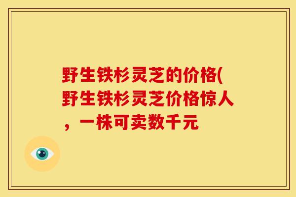 野生铁杉灵芝的价格(野生铁杉灵芝价格惊人,一株可卖数千元