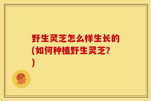 野生灵芝怎么样生长的(如何种植野生灵芝？)