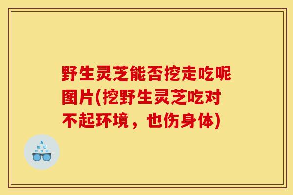 野生灵芝能否挖走吃呢图片(挖野生灵芝吃对不起环境,也伤身体)