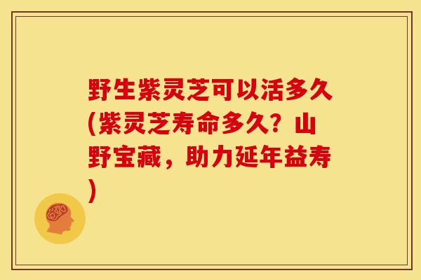 野生紫灵芝可以活多久(紫灵芝寿命多久?山野宝藏,助力延年益寿)