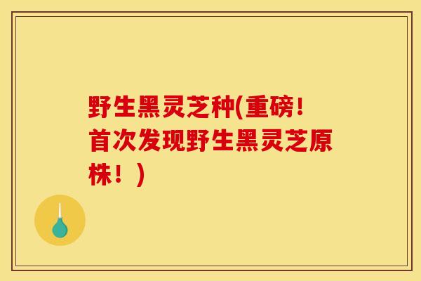 野生黑灵芝种(重磅！首次发现野生黑灵芝原株！)