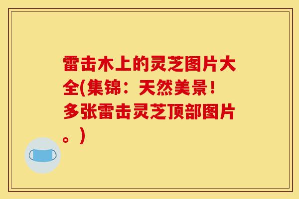 雷击木上的灵芝图片大全(集锦:天然美景!多张雷击灵芝顶部图片。)