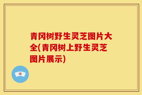 青冈树野生灵芝图片大全(青冈树上野生灵芝图片展示)