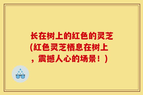 长在树上的红色的灵芝(红色灵芝栖息在树上,震撼人心的场景!)