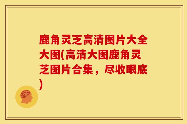 鹿角灵芝高清图片大全大图(高清大图鹿角灵芝图片合集，尽收眼底)