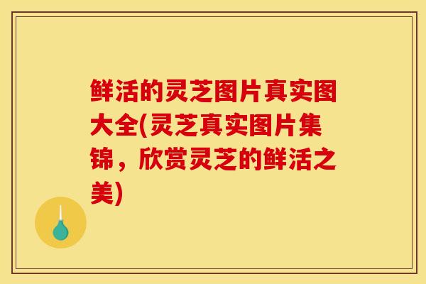 鲜活的灵芝图片真实图大全(灵芝真实图片集锦,欣赏灵芝的鲜活之美)